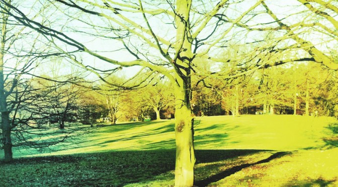 Just another tree