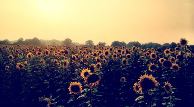 Flowers in the Sun